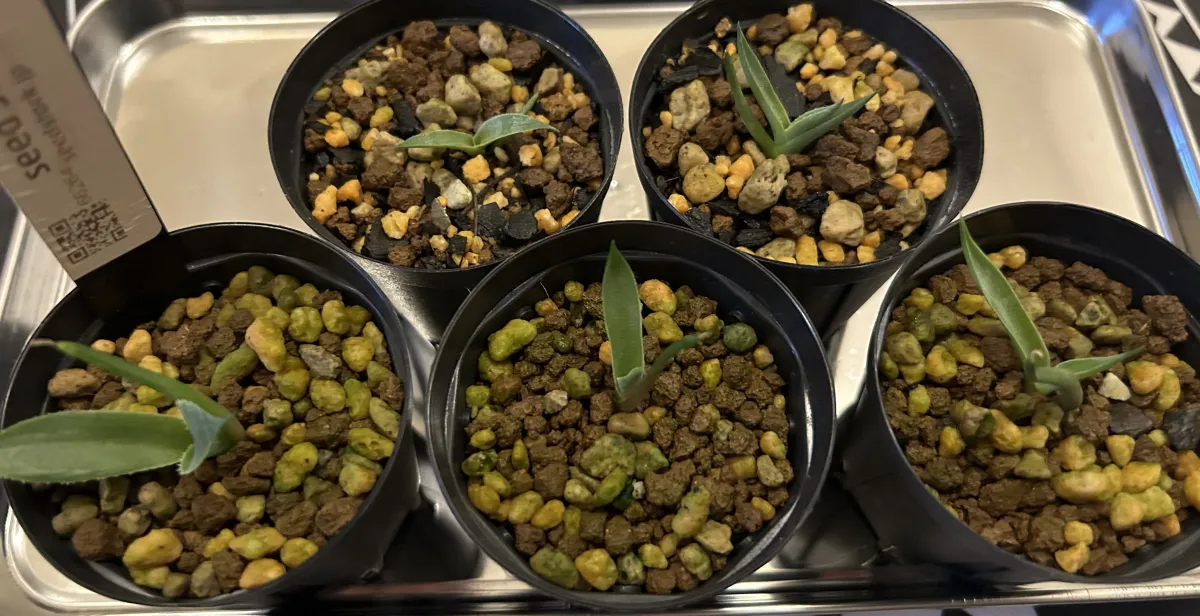 Agave inaequidens 'Ashy White' (アガベ インアクイデンス アッシーホワイト)