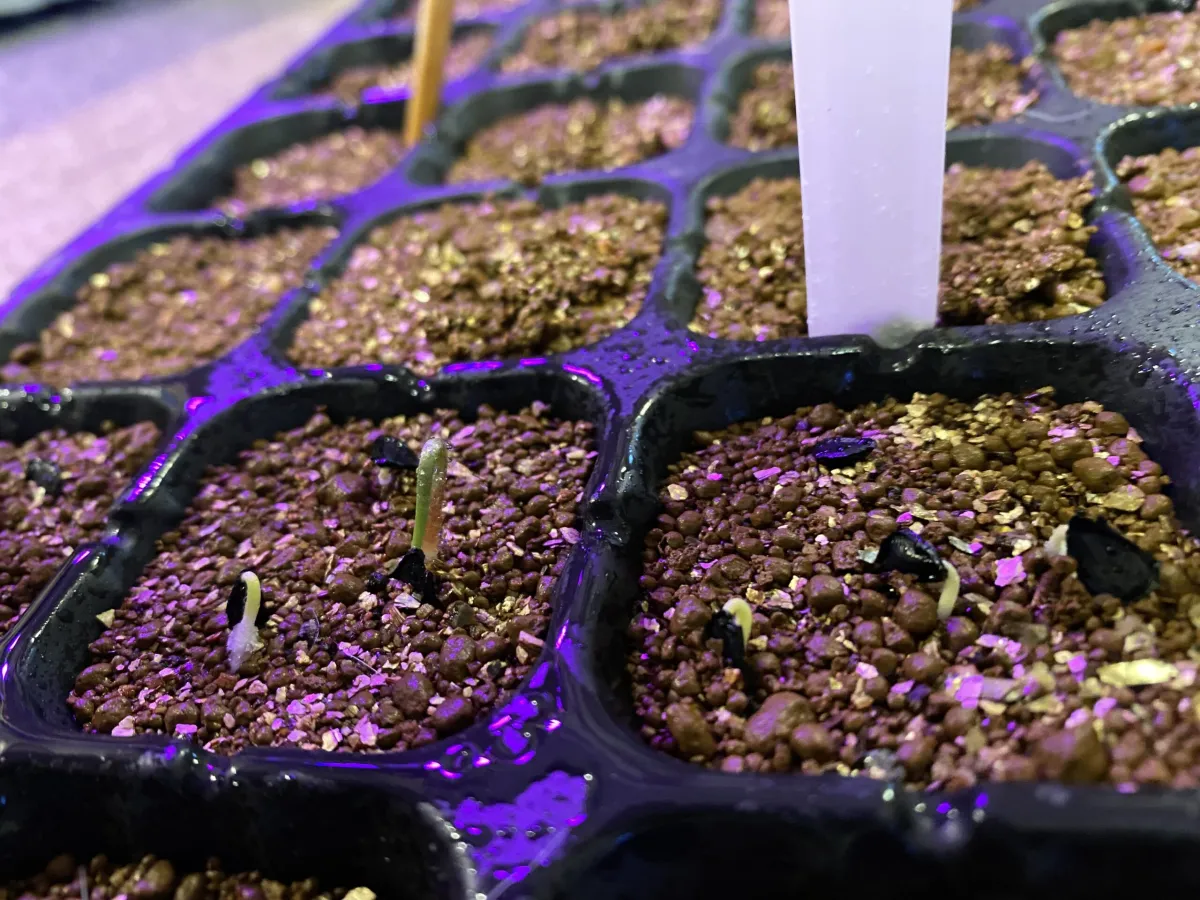 Agave cupreata (アガベ クプレアータ)