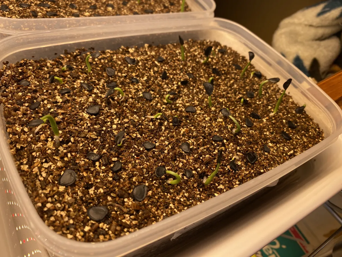 Agave parryi subsp. parryi (アガベ パリー)