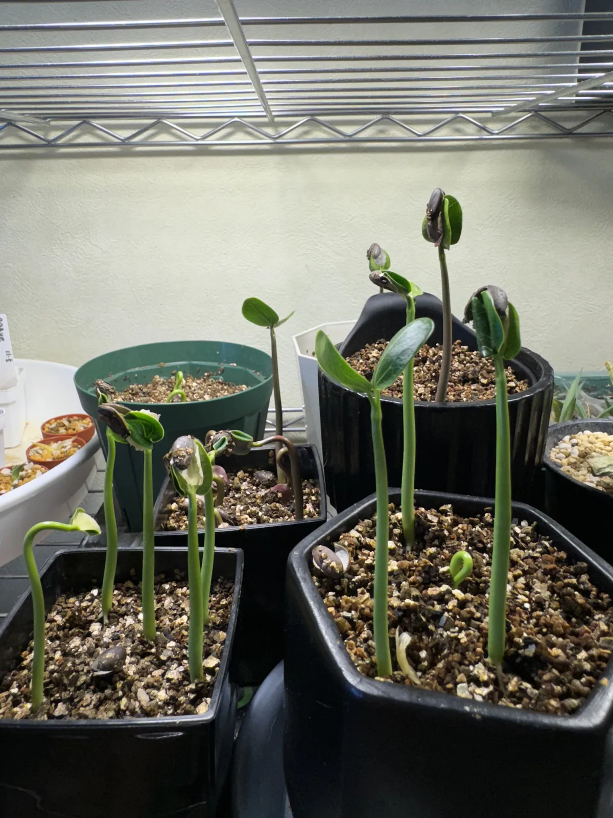 Jatropha podagrica 'Red' (ヤトロファ ポダグリカ レッド 'サンゴ油桐')