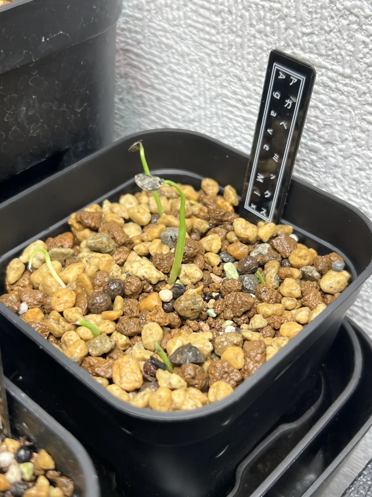  アガベ ミックス Agave Mix