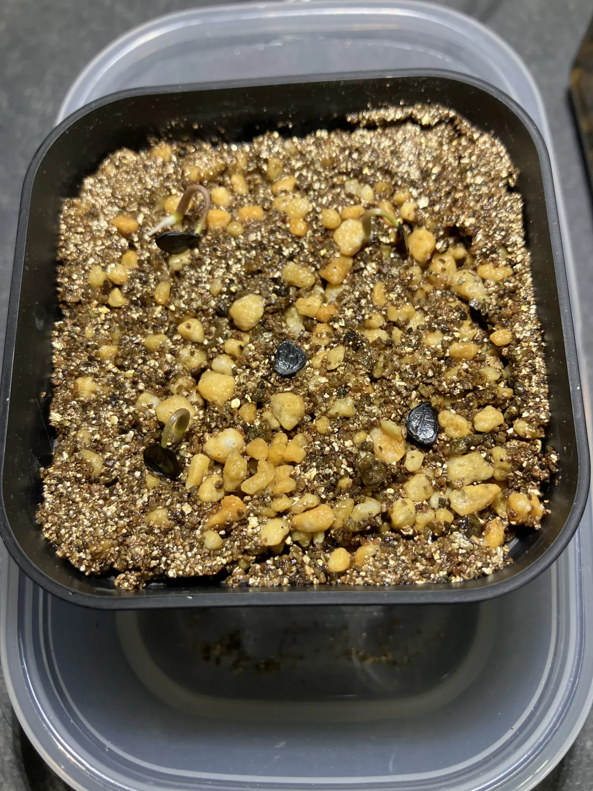 Agave potatorum Dwarf (アガベ ポタトラムドワーフ)