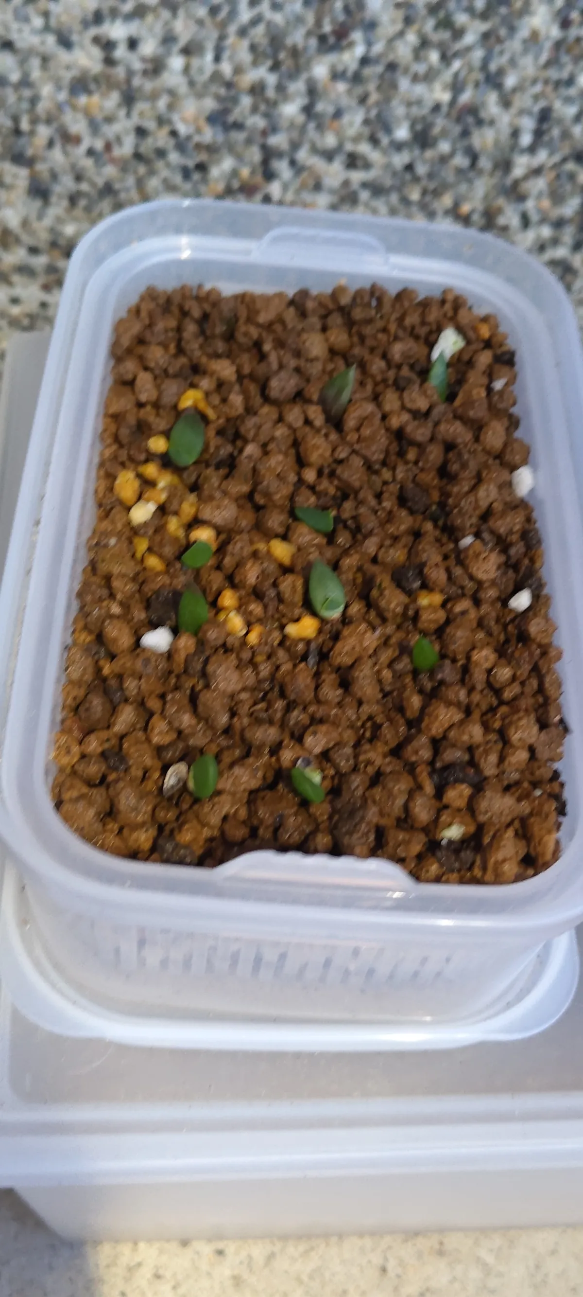 Aloe broomii (アロエ ブルーミー)