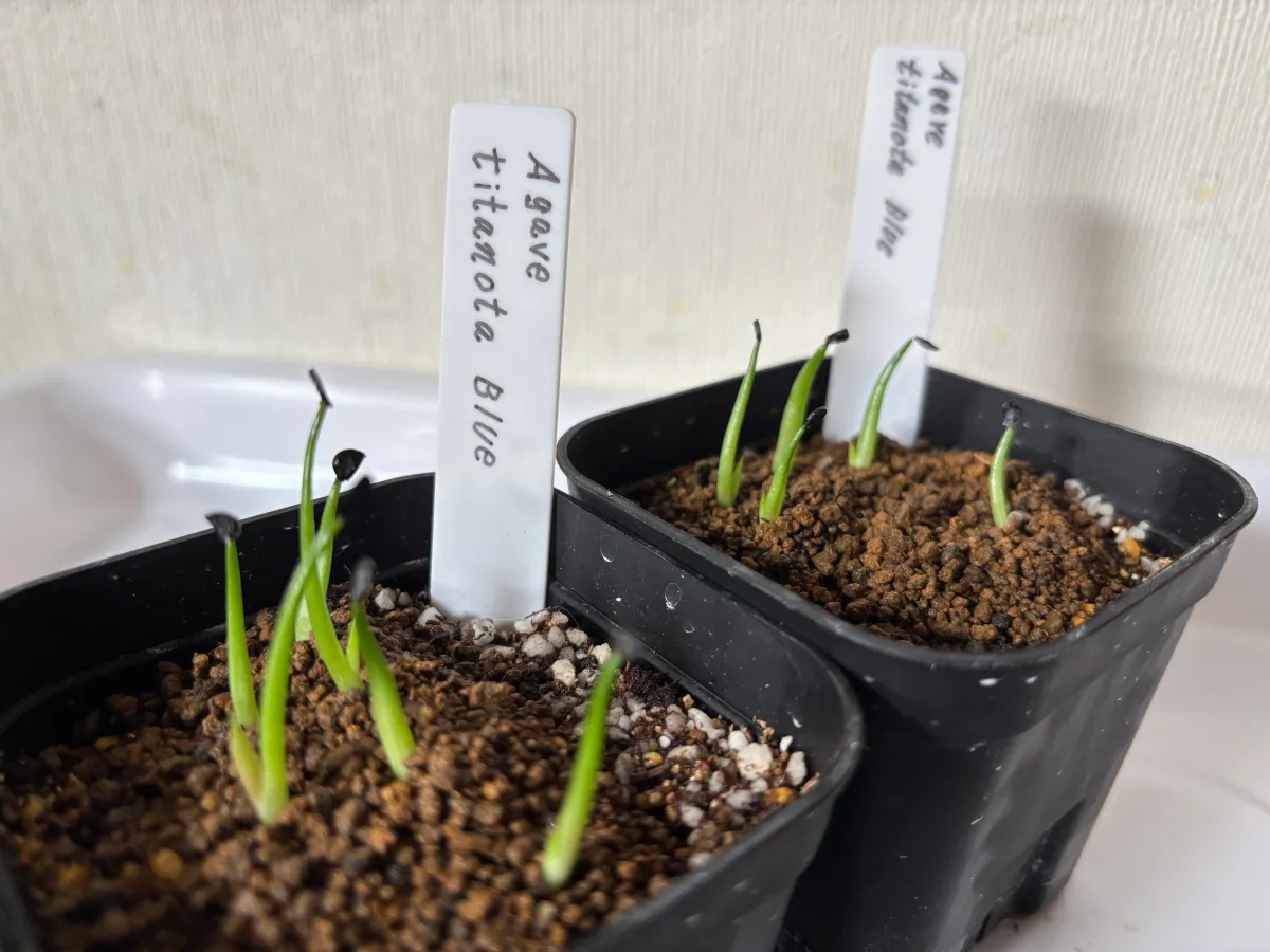 Agave titanota 'Blue' (アガベ チタノタブルー)