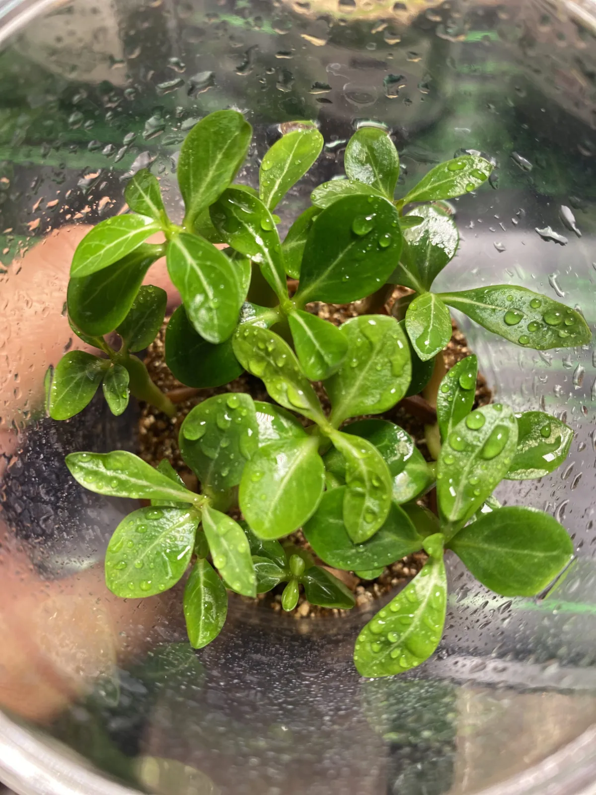 Adenium obesum (アデニウム オベスム)