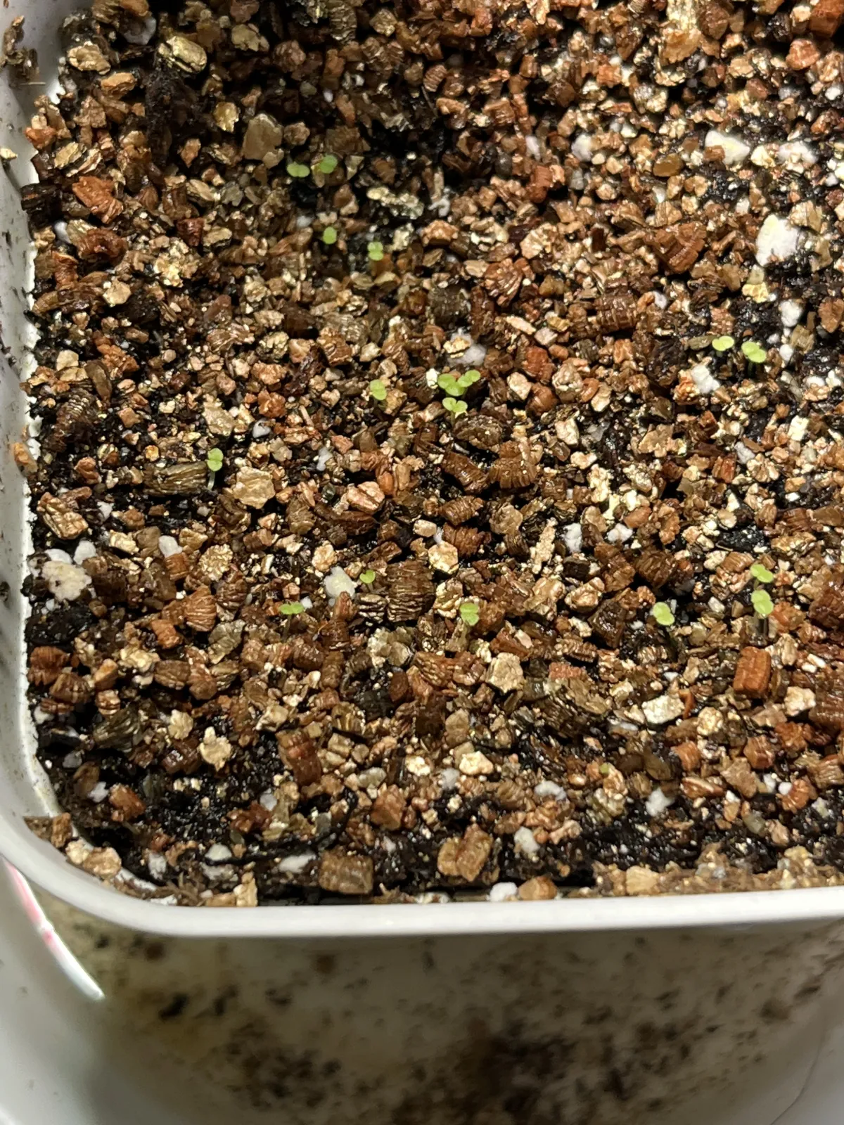 Echeveria agavoides 'Romeo' (エケベリア アガボイデス ロメオ)