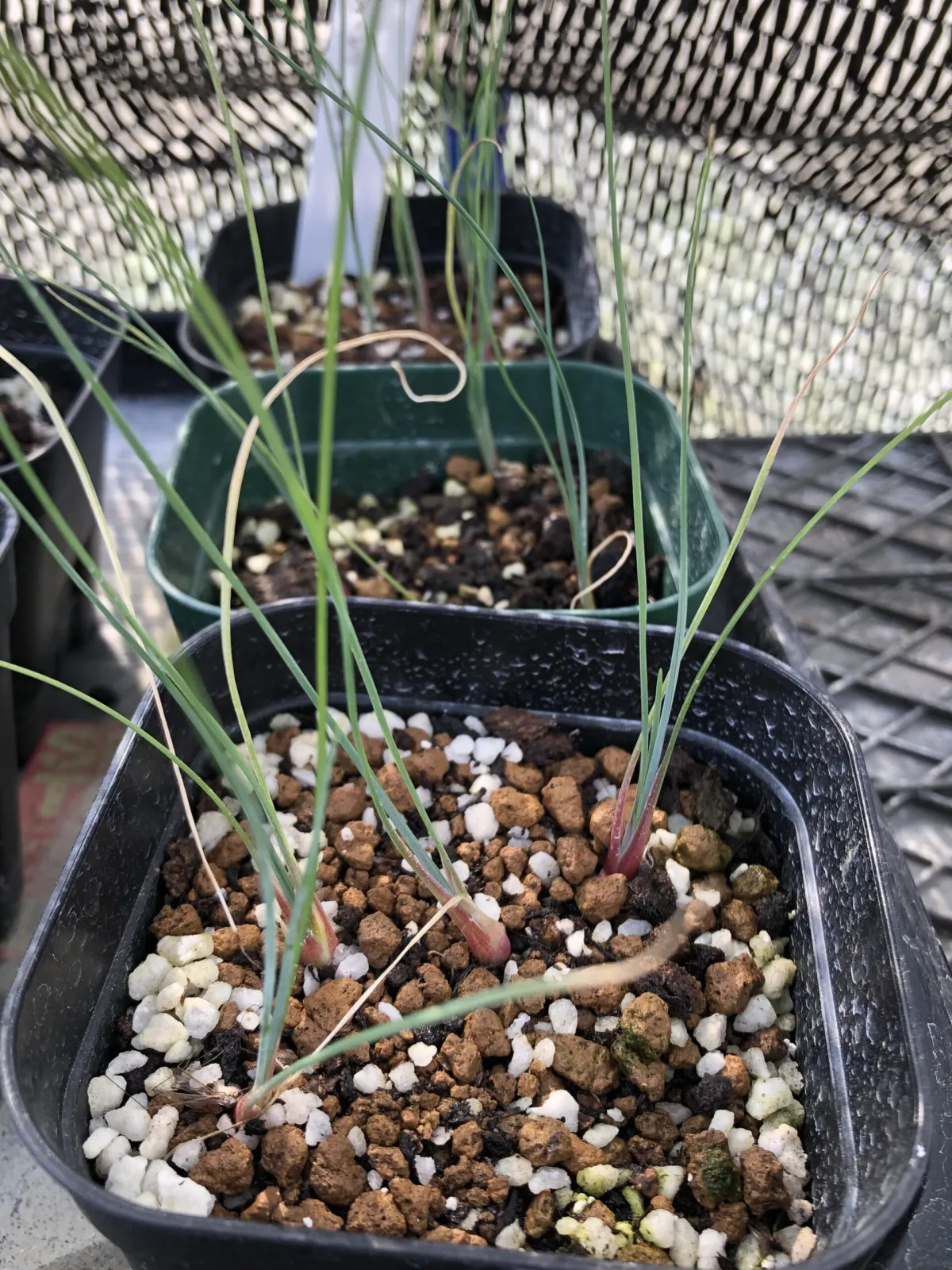 Dasylirion wheeleri (ダシリリオン ウィーレリ)