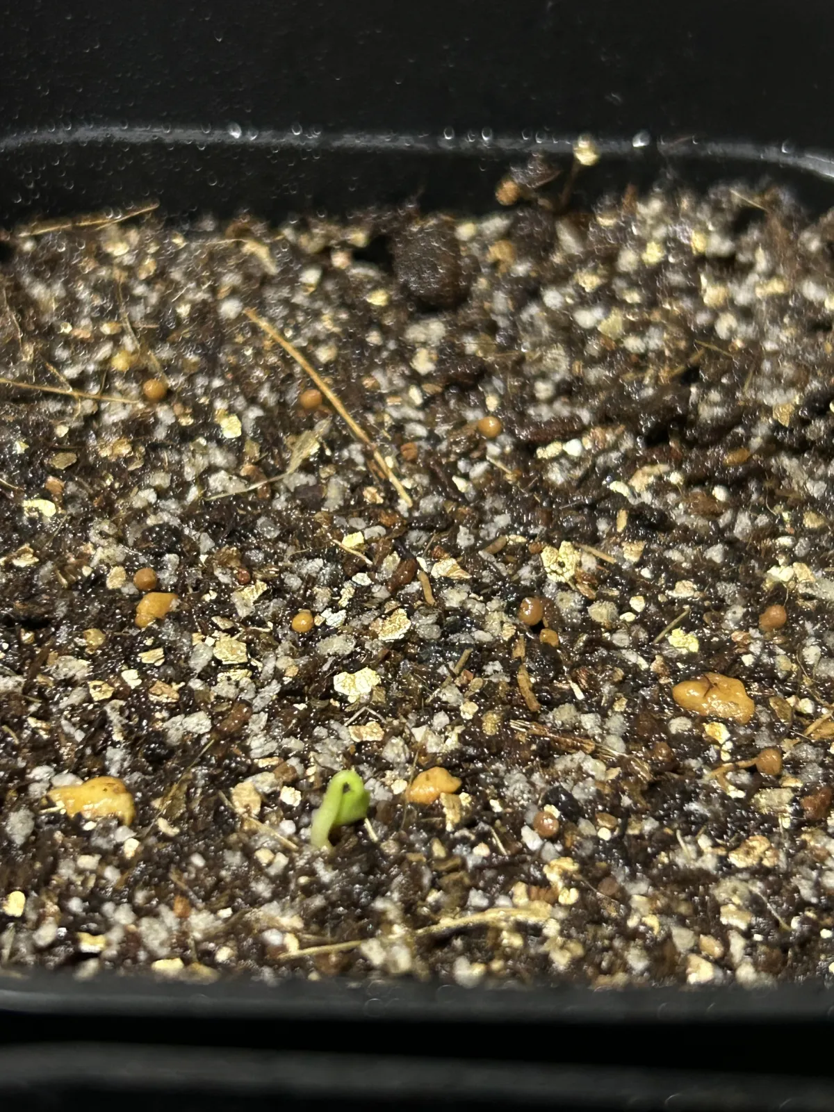 Dorstenia foetida (ドルステニア フォエチダ)