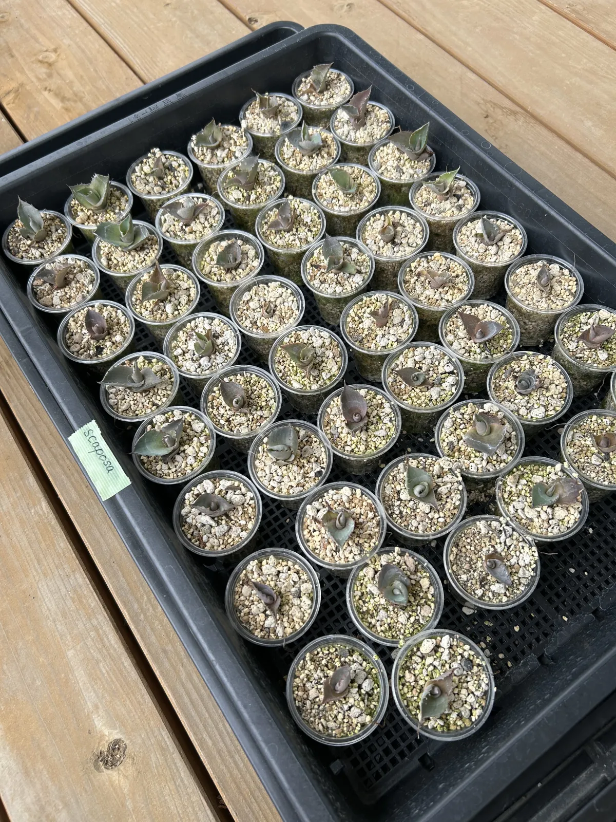 Agave scaposa (アガベ スカポサ)