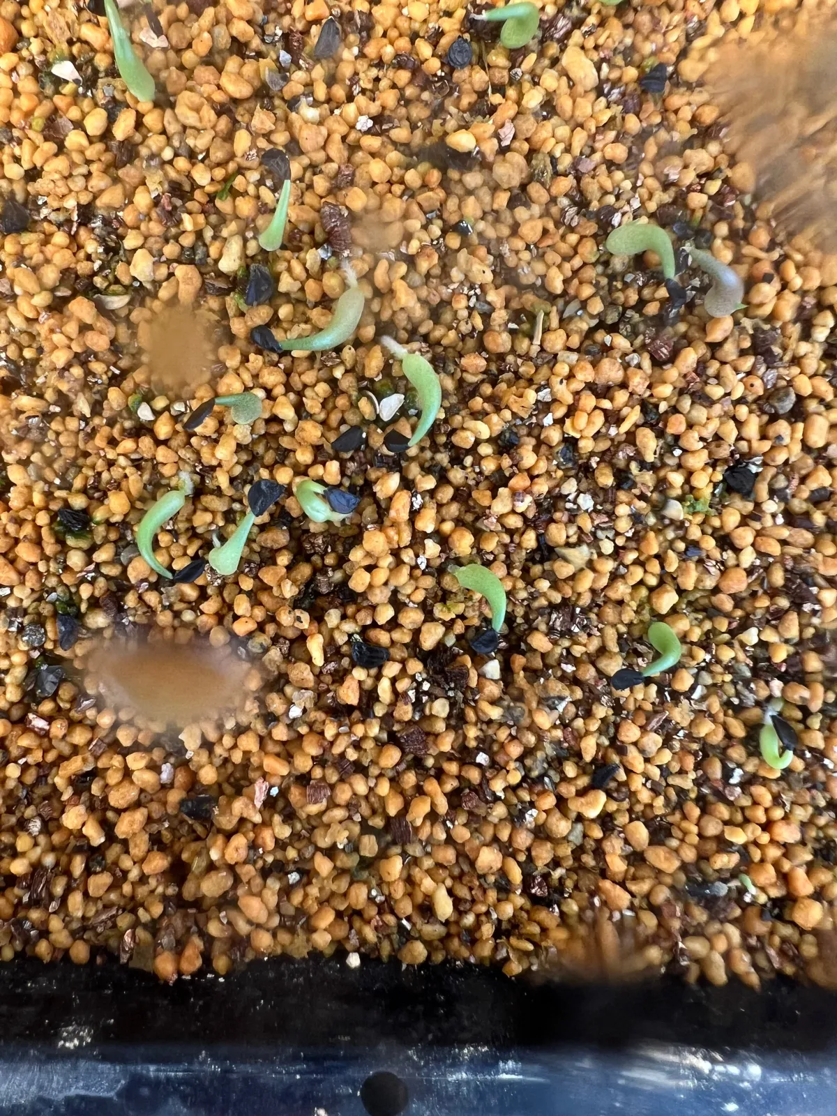 Agave xylonacantha (アガベ キシロナカンサ)