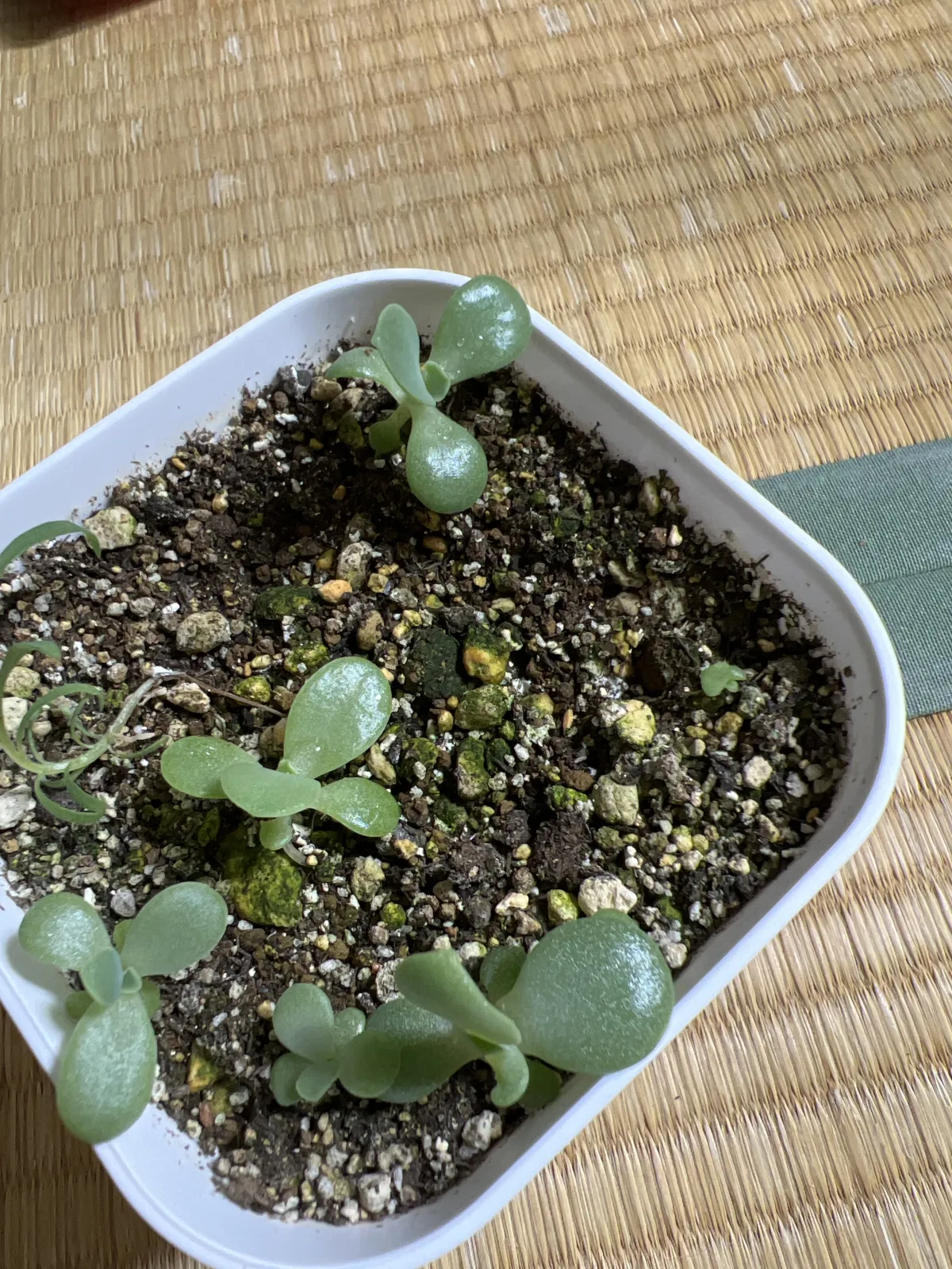 Echeveria gibbiflora (エケベリア メタリカ)