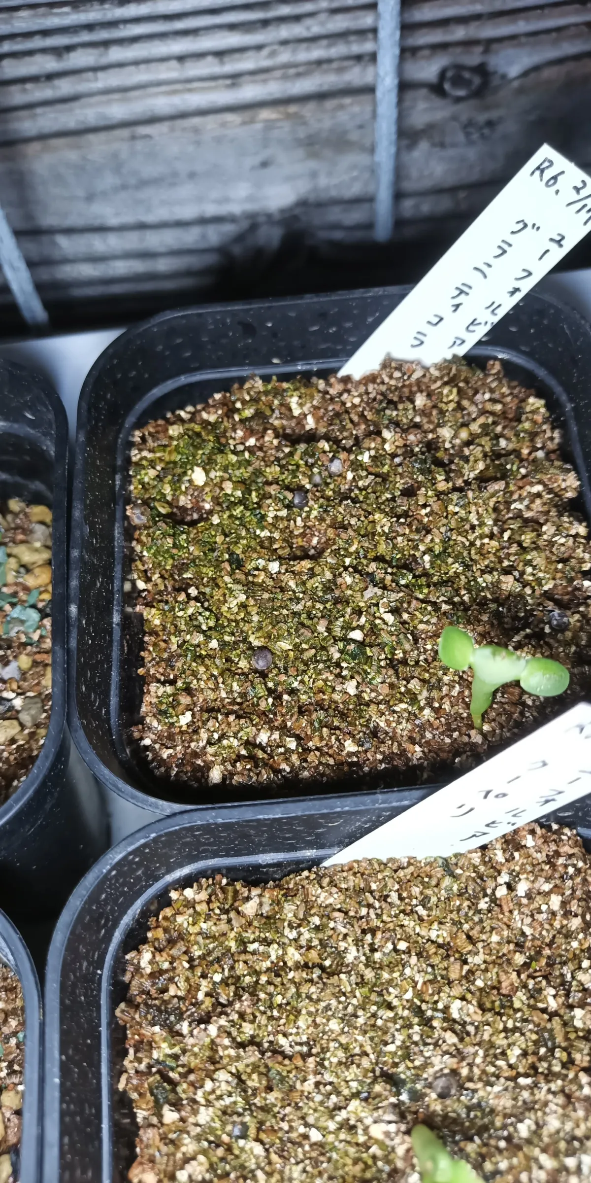 Euphorbia graniticola (ユーフォルビア グラニティコラ)