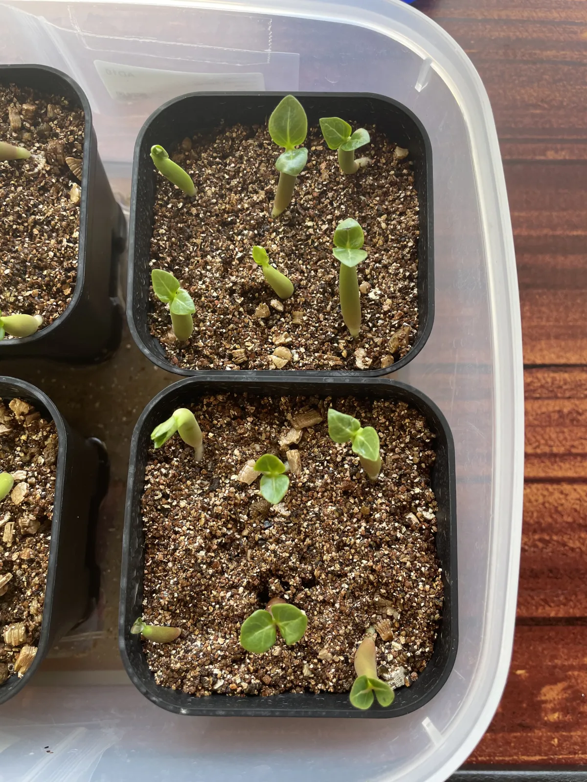 Adenium arabicum (アデニウム アラビカム イエメン)