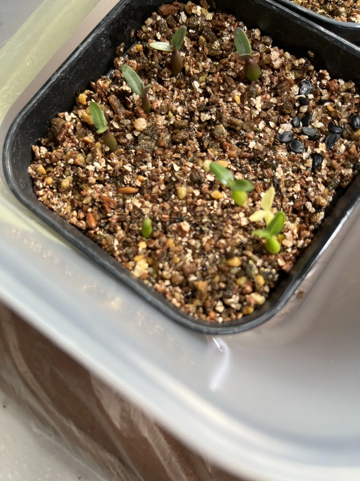 Pachypodium rosulatum var. gracilius (パキポディウム グラキリス)