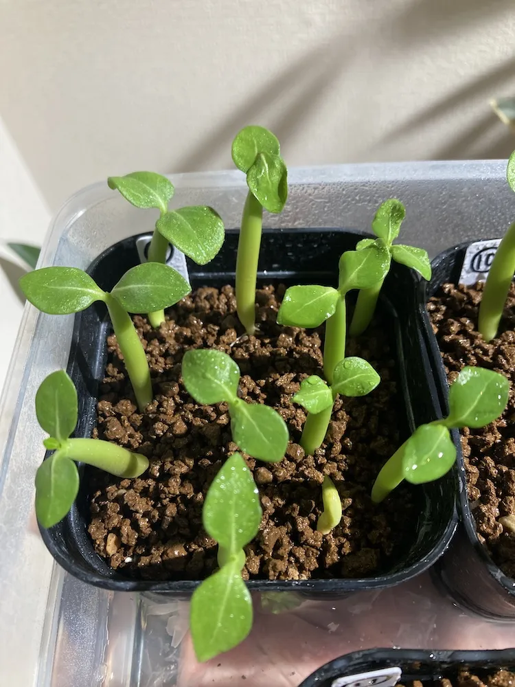 Adenium arabicum (アデニウム アラビカム)