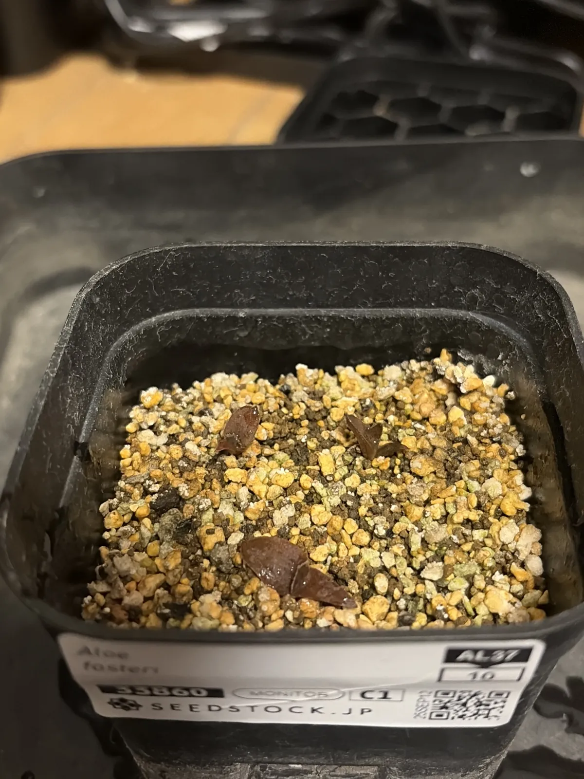 Aloe fosteri (アロエ フォステリ)