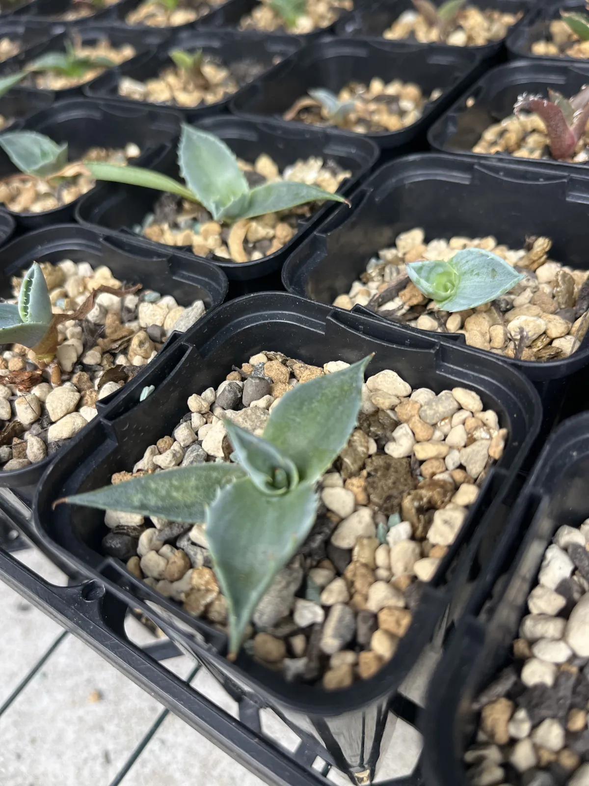 Agave montana (アガベ モンタナ)