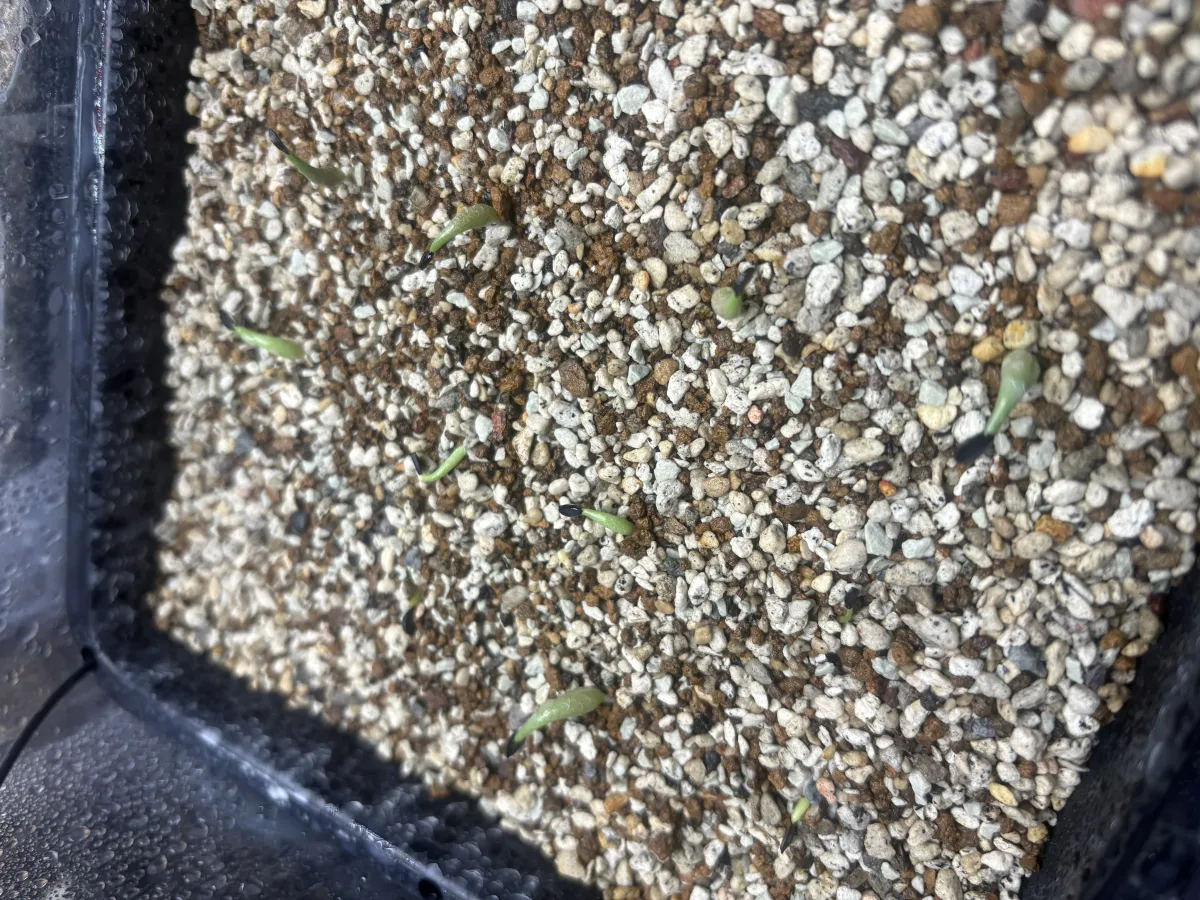 Agave oteroi (アガベ オテロイ)