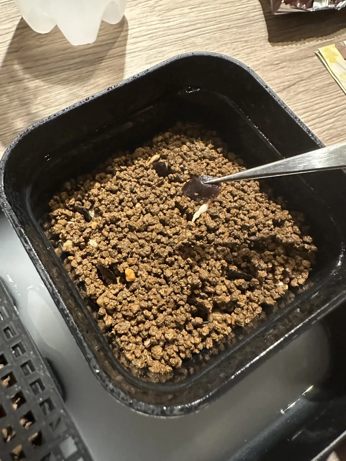 Dioscorea elephantipes (ディオスコレア エレファンティペス2023F)