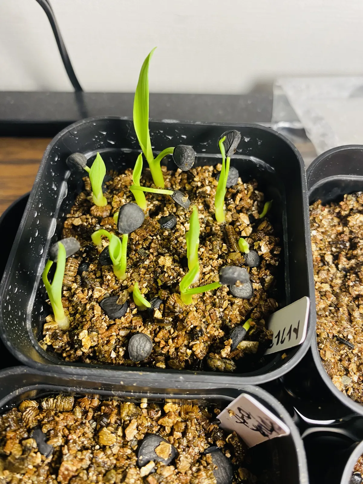 Yucca treculeana (ユッカ トレクレアーナ)