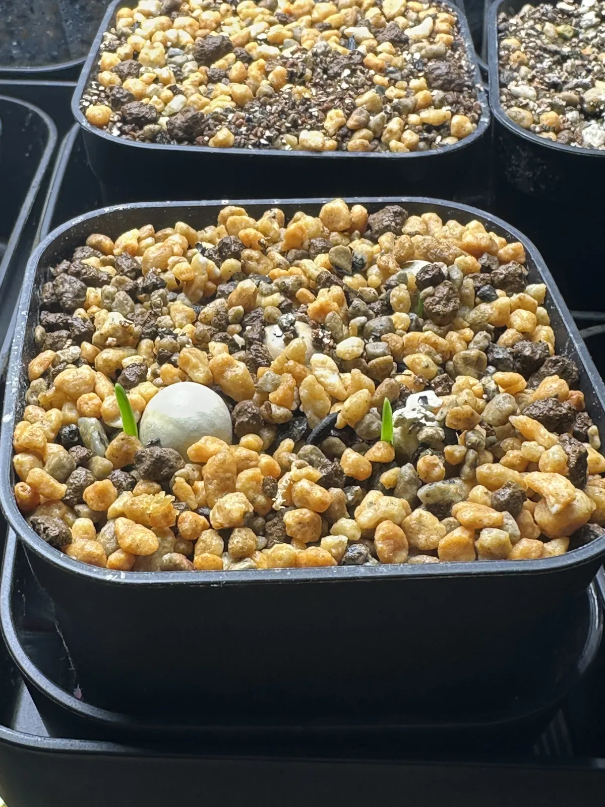 Boophone disticha (ブーファン ディスティカ)