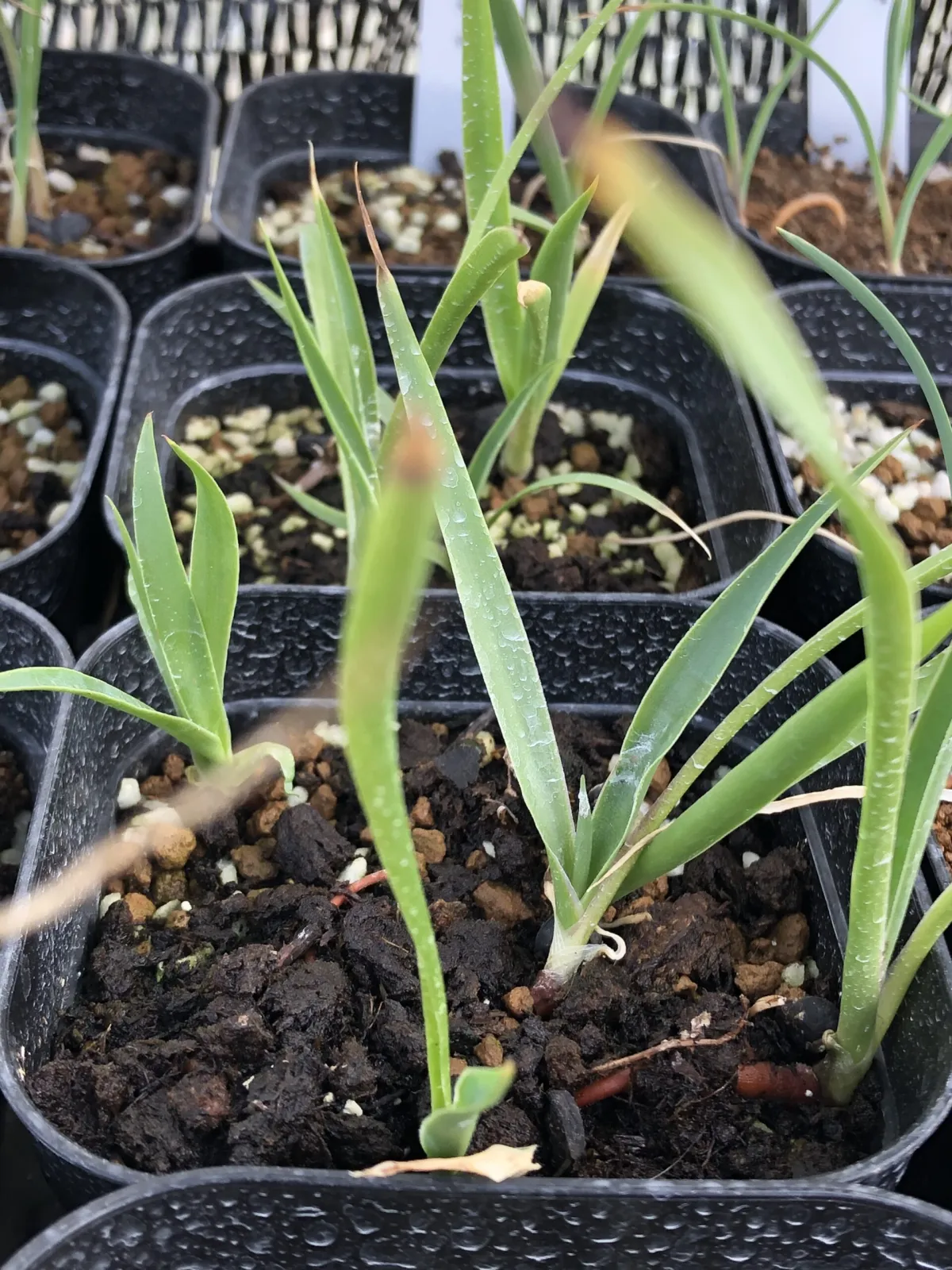 Yucca carnerosana (ユッカ カルネロサーナ)