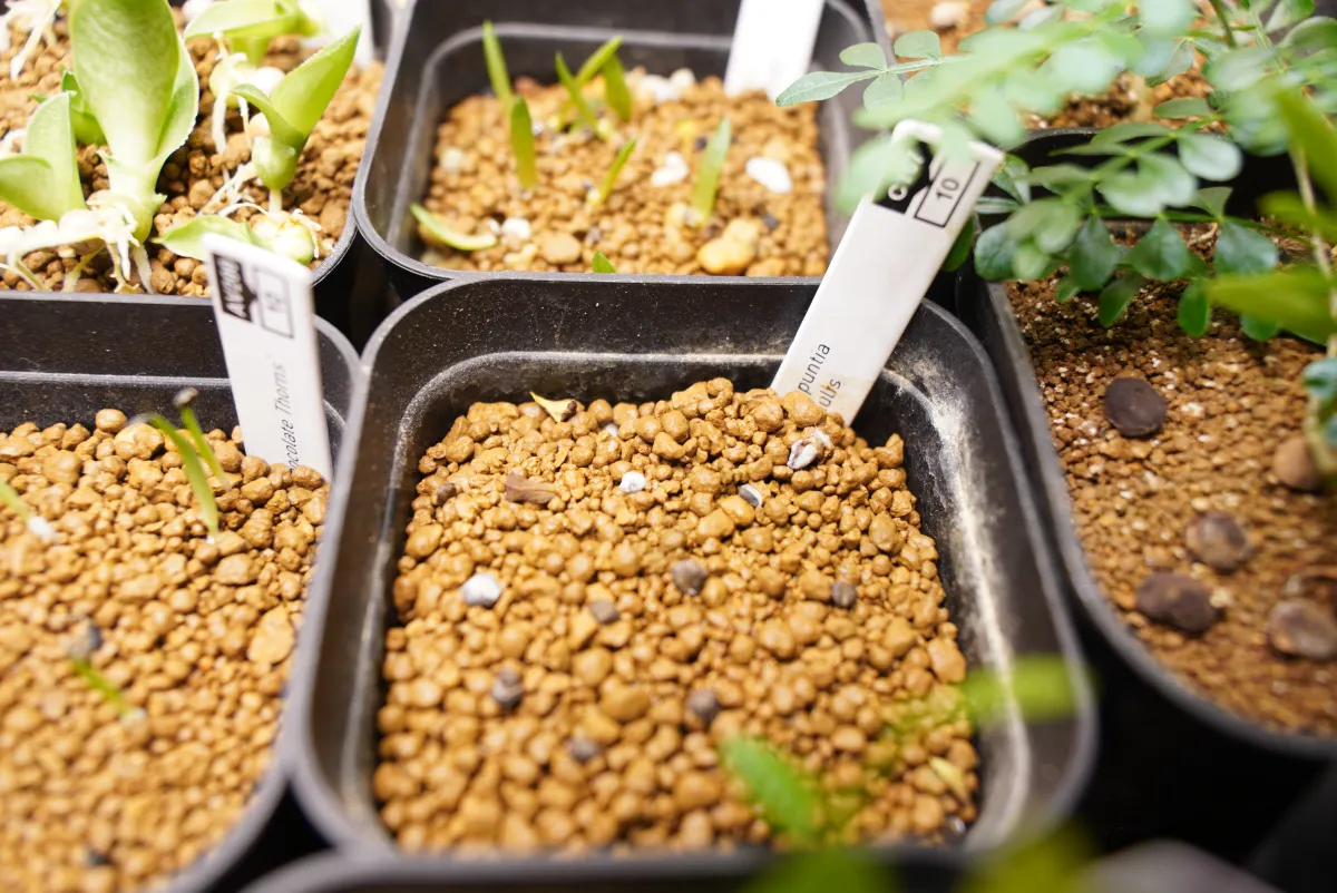 Cylindropuntia leptocaulis (キリンドロプンティア レプトカウリス)