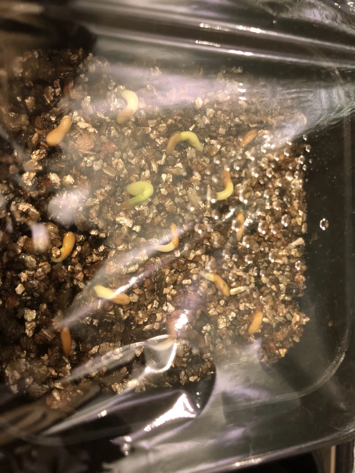 Pachypodium densiflorum var. densiflorum (パキポディウム デンシフローラム)