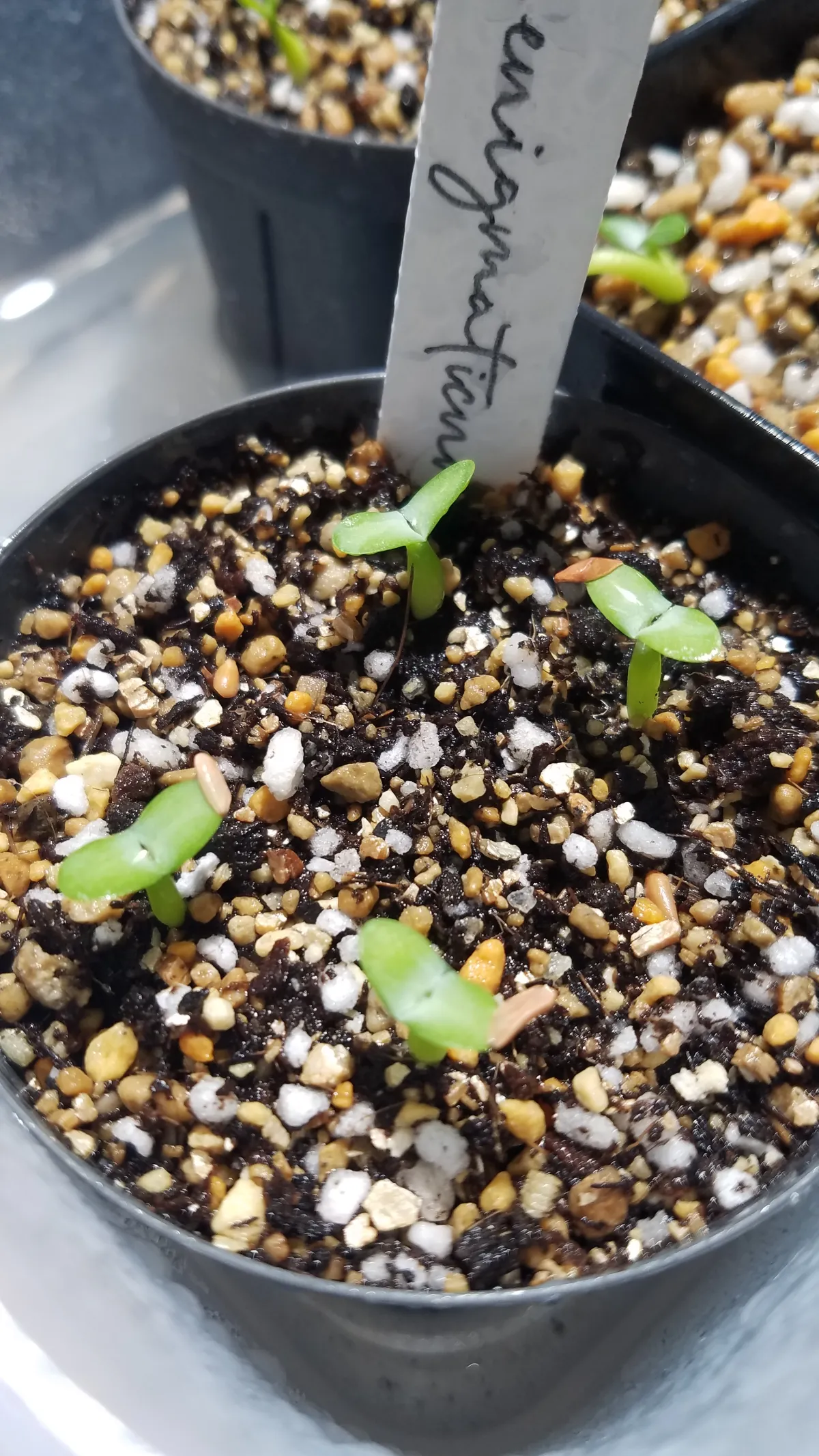 Pachypodium enigmaticum (パキポディウム エニグマチカム)