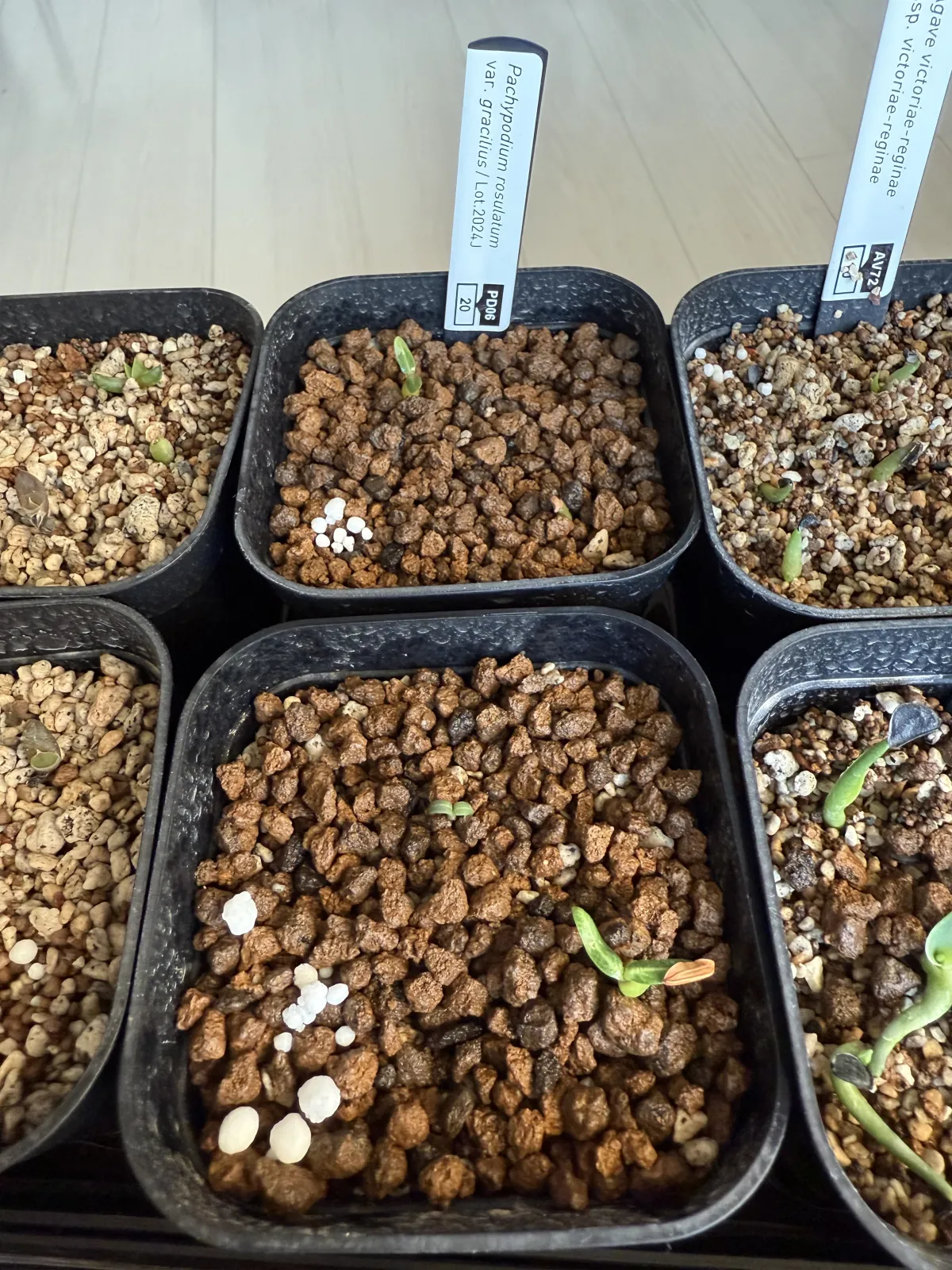 Pachypodium rosulatum var. gracilius (パキポディウム グラキリス)