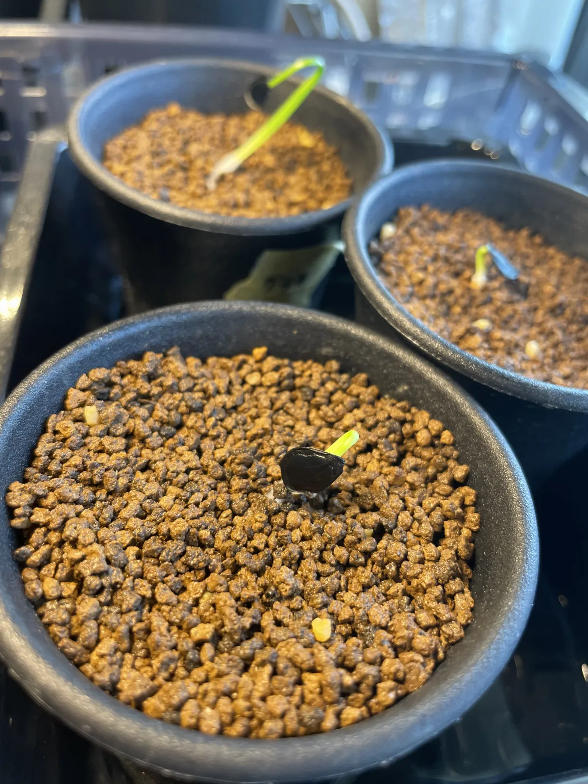 Agave atrovirens var. atrovirens (アガベ アトロビレンス)