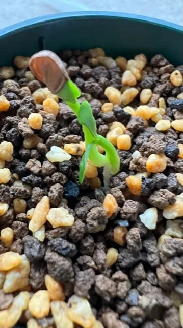 Pachypodium windsorii (パキポディウム ウィンゾリー)