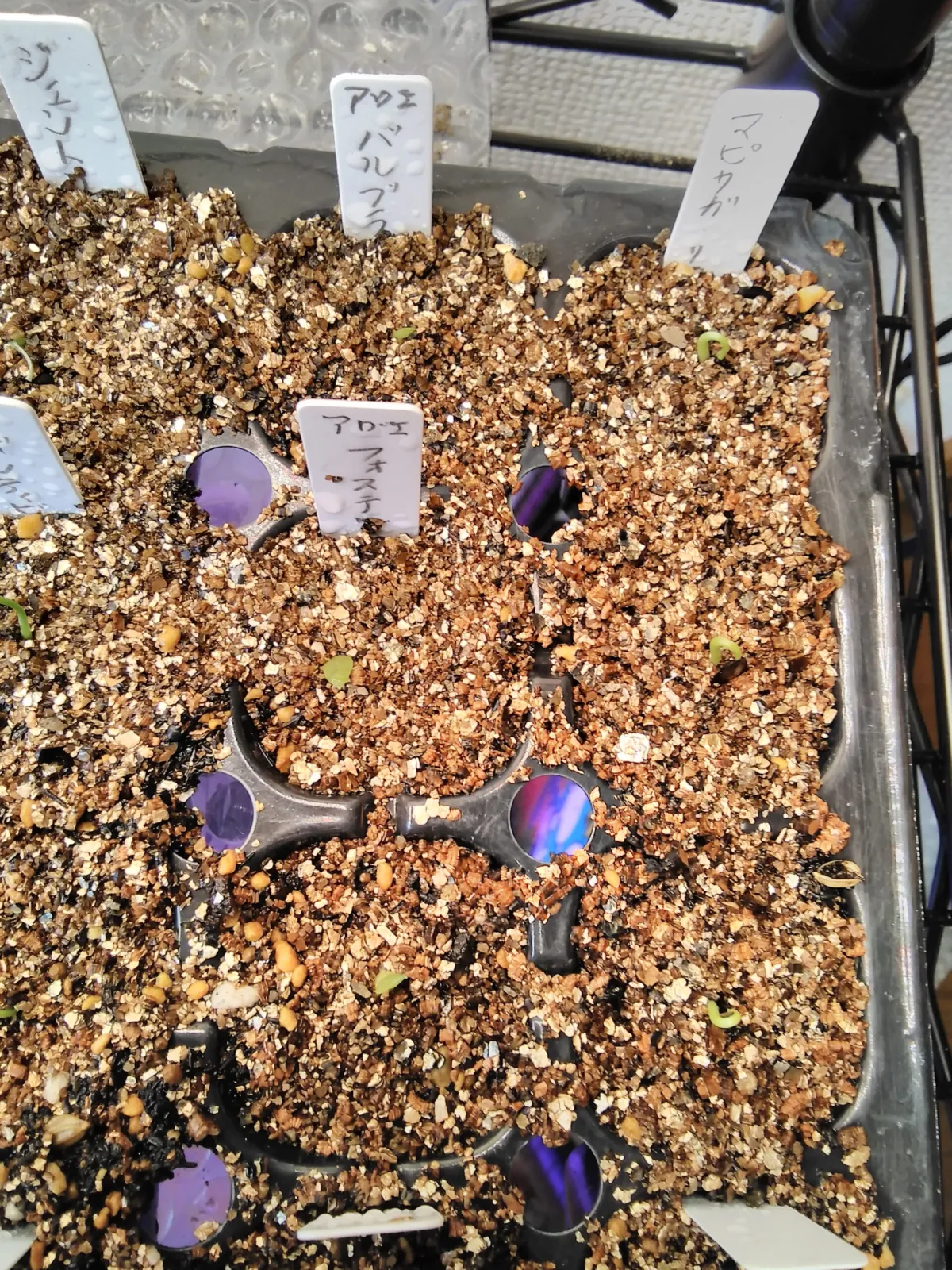 Agave mapisaga var. lisa (アガベ マピサガ リサ)