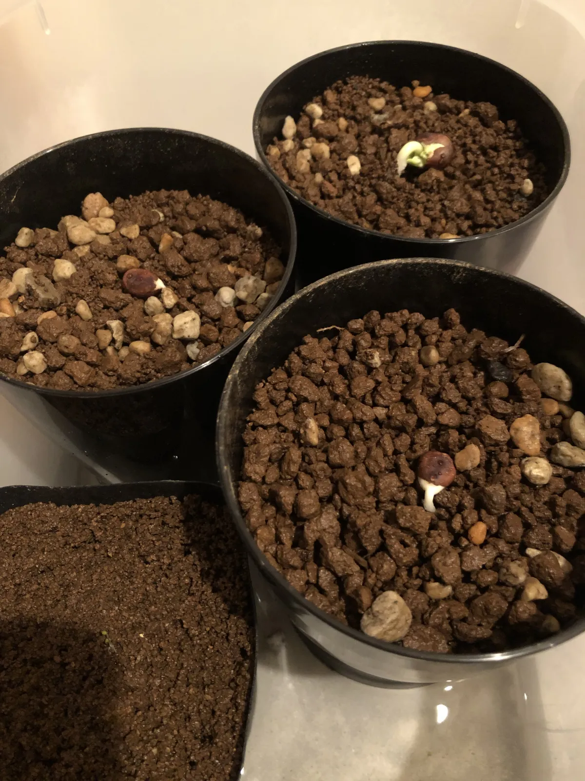 Pseudobombax ellipticum (セウドボンバックス エリプティカム ラブラム)