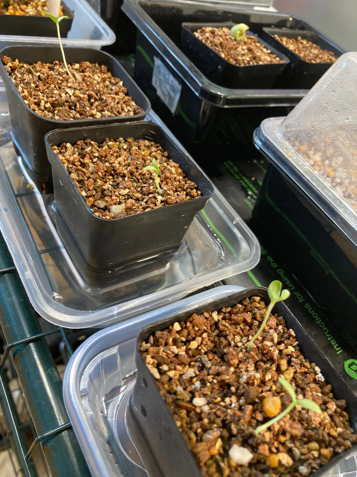 Fouquieria shrevei (フォークイエリア シュリベイ)