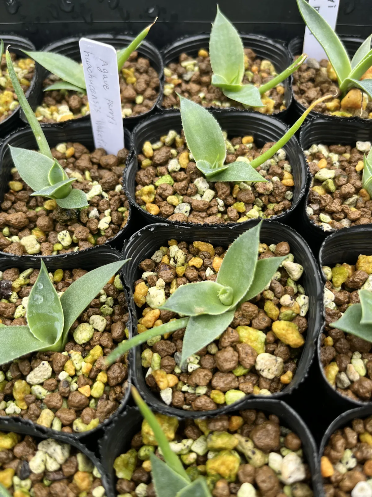 Agave parryi var. huachucensis 'Wakefield' (アガベ パリー ウェイクフィールド)