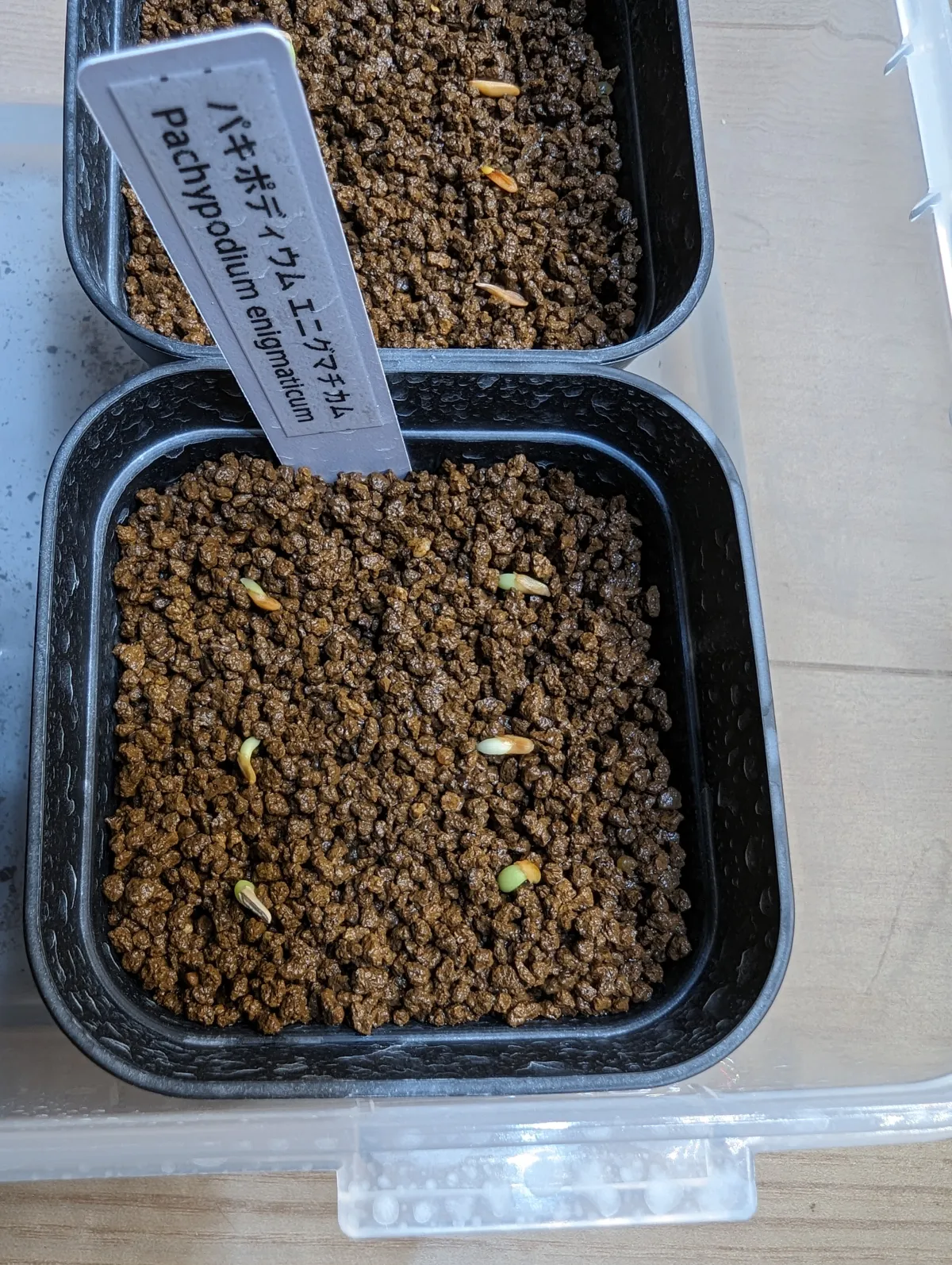 Pachypodium enigmaticum (パキポディウム エニグマチカム)