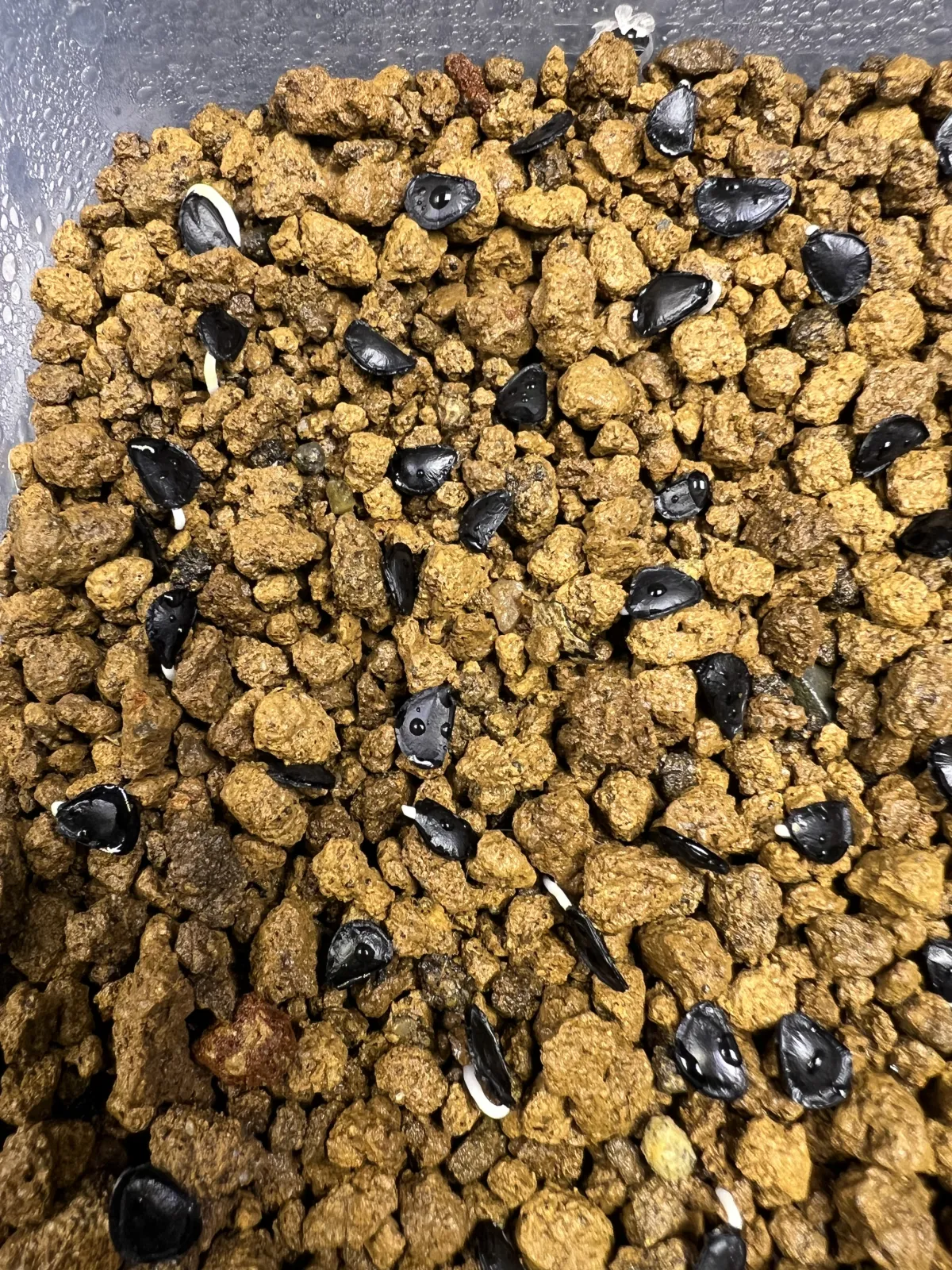 Agave parryi subsp. parryi (アガベ パリー)