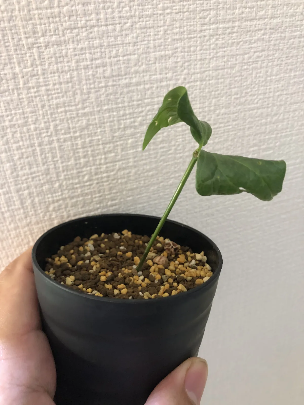 [無料種子] コミフォラ ミルドブラエディ  レッドブラウンバーク Commiphora mildbraedii 'Red Brown Bark' クリアランス