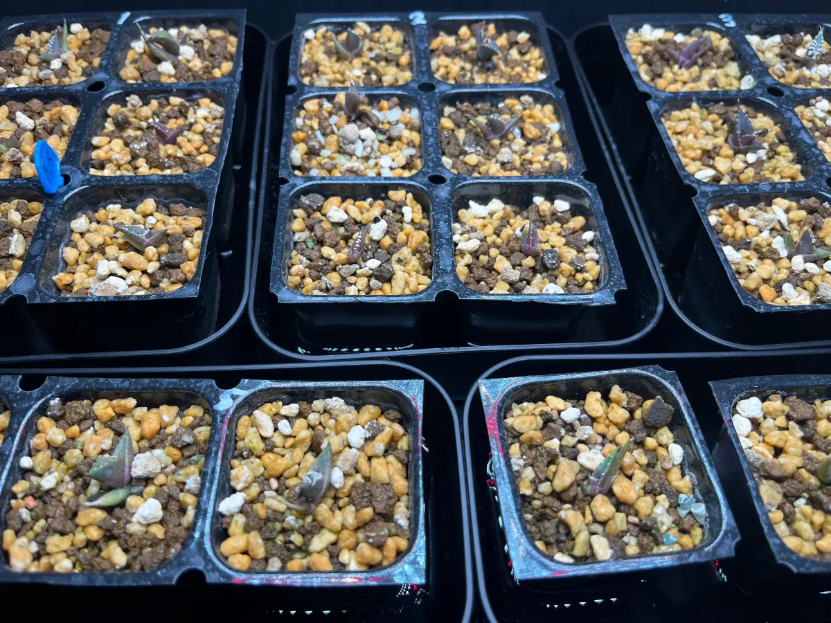 Agave oteroi (アガベ オテロイ)