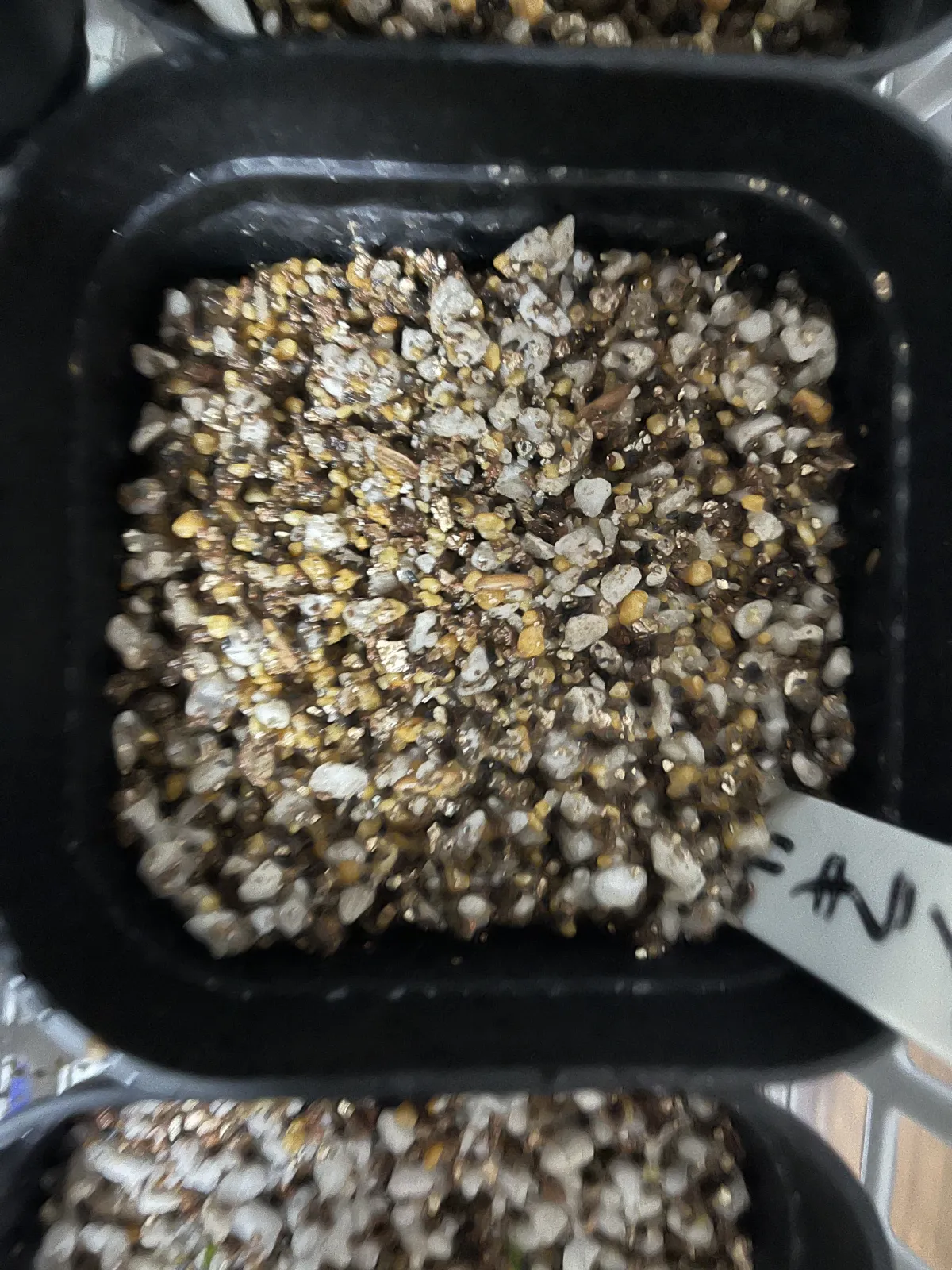 [無料種子] 発芽難 パキポディウム グラキリス　 Pachypodium rosulatum var. gracilius