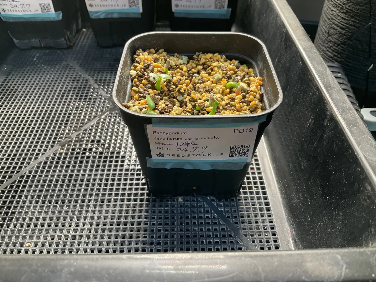 Pachypodium densiflorum var. brevicalyx (パキポディウム ブレビカリックス)