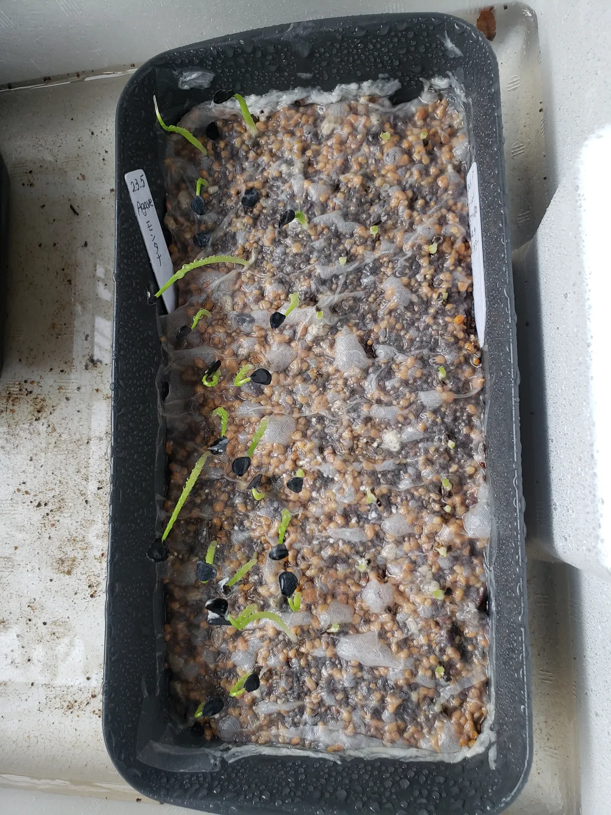 Agave montana (アガベ モンタナ)