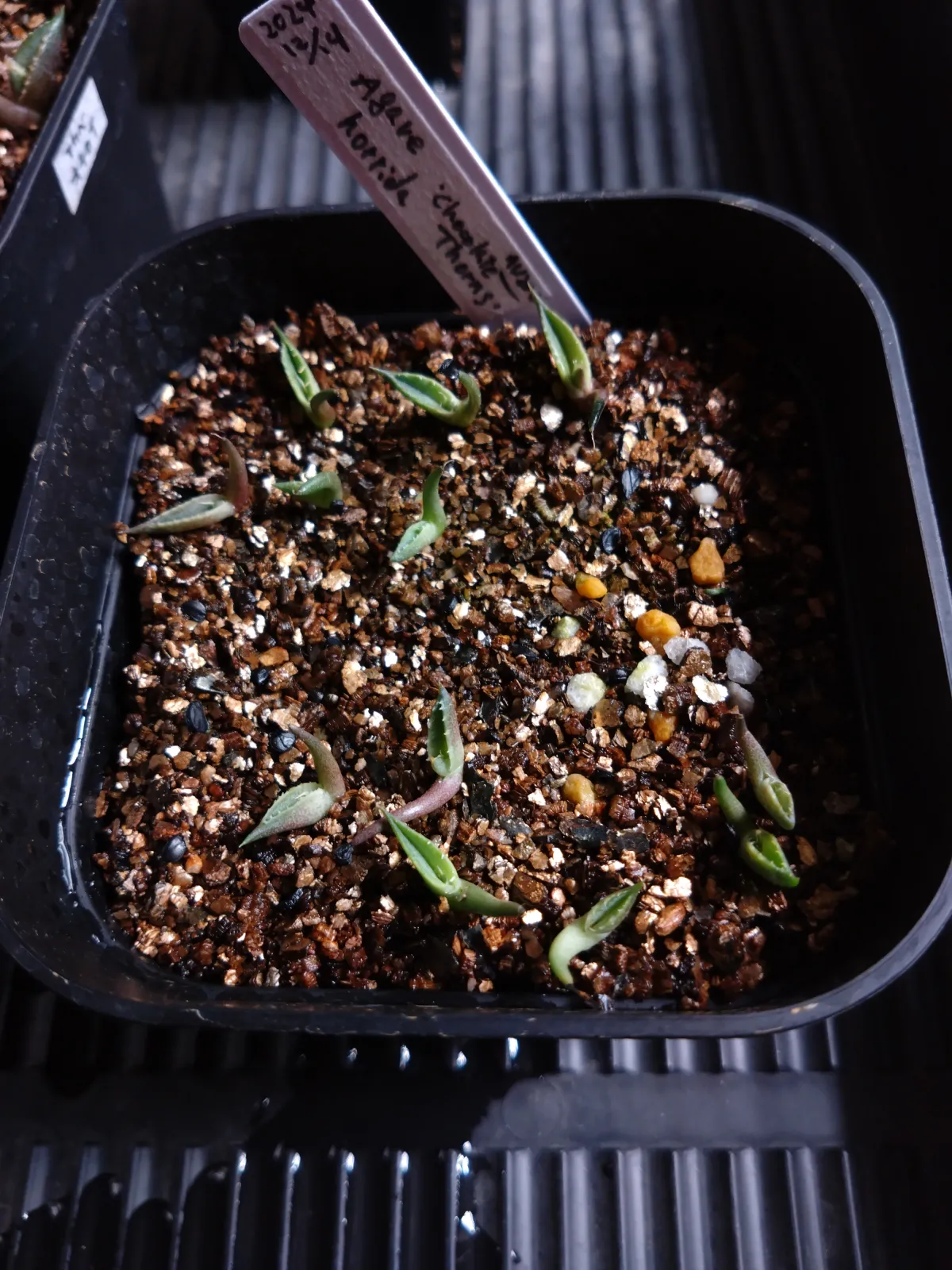 Agave horrida 'Chocolate Thorn' (アガベ ホリダ チョコレートソーン)