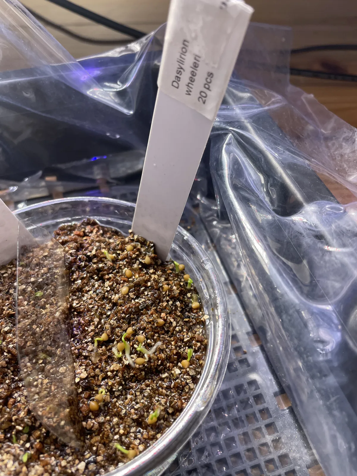 Dasylirion wheeleri (ダシリリオン ウィーレリ)