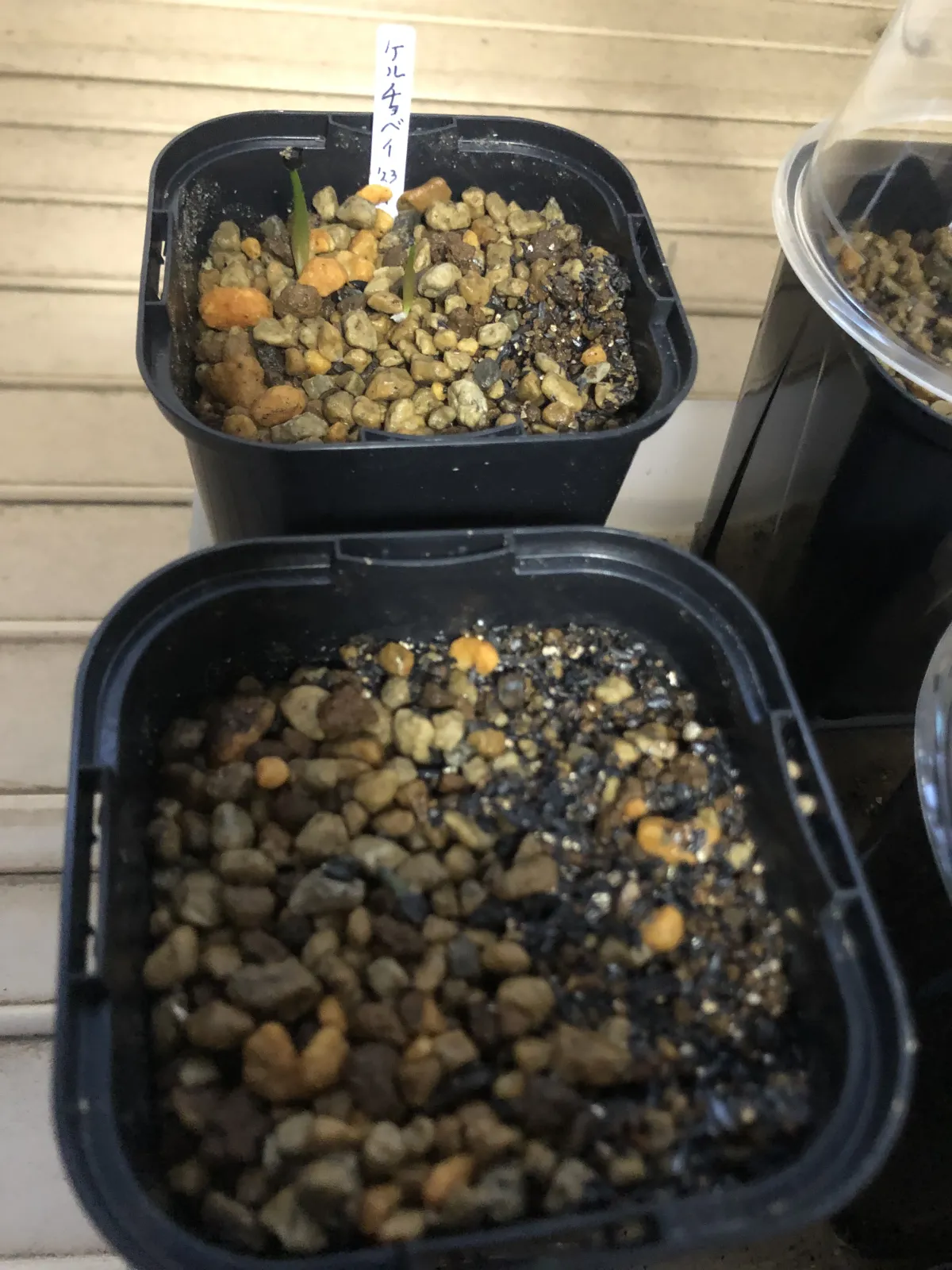 Agave kerchovei (アガベ ケルチョベイ)