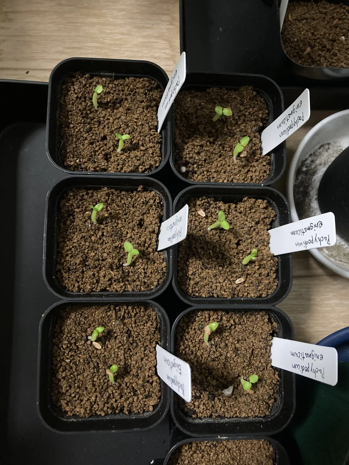 Pachypodium enigmaticum (パキポディウム エニグマチカム)