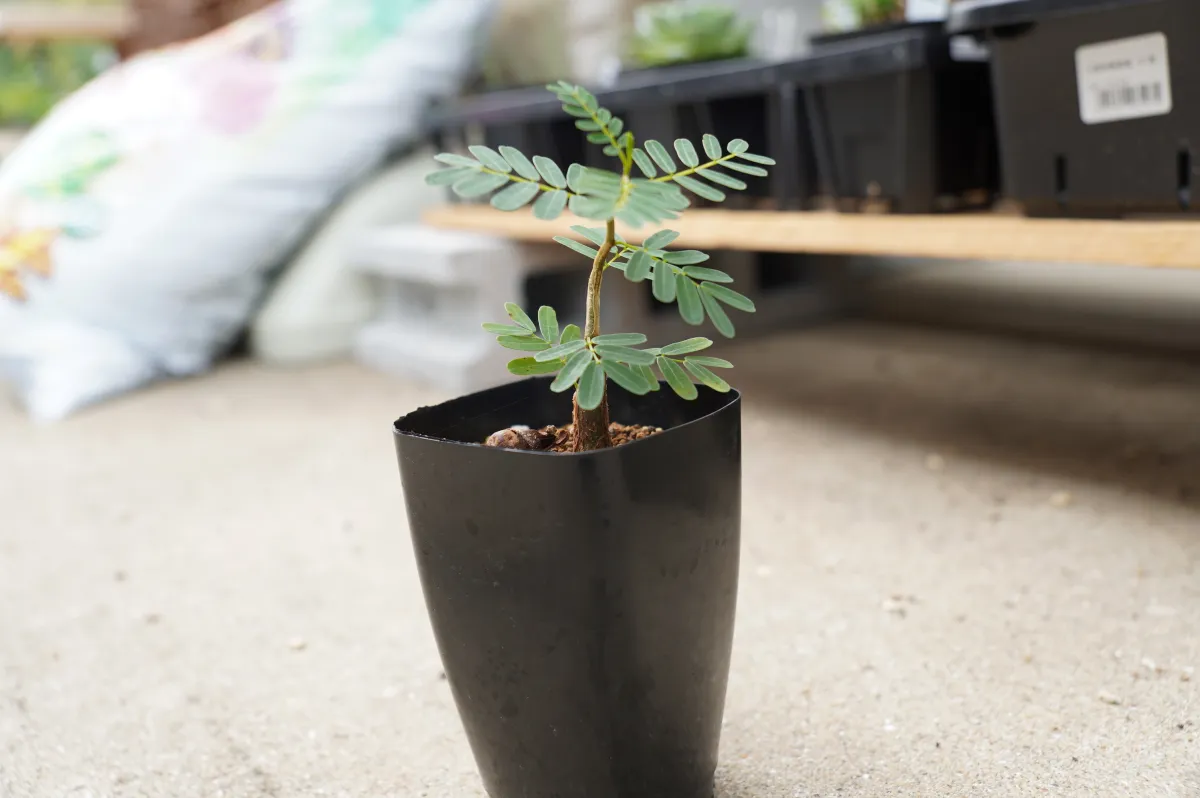 Senna meridionalis (センナ メリディオナリス)