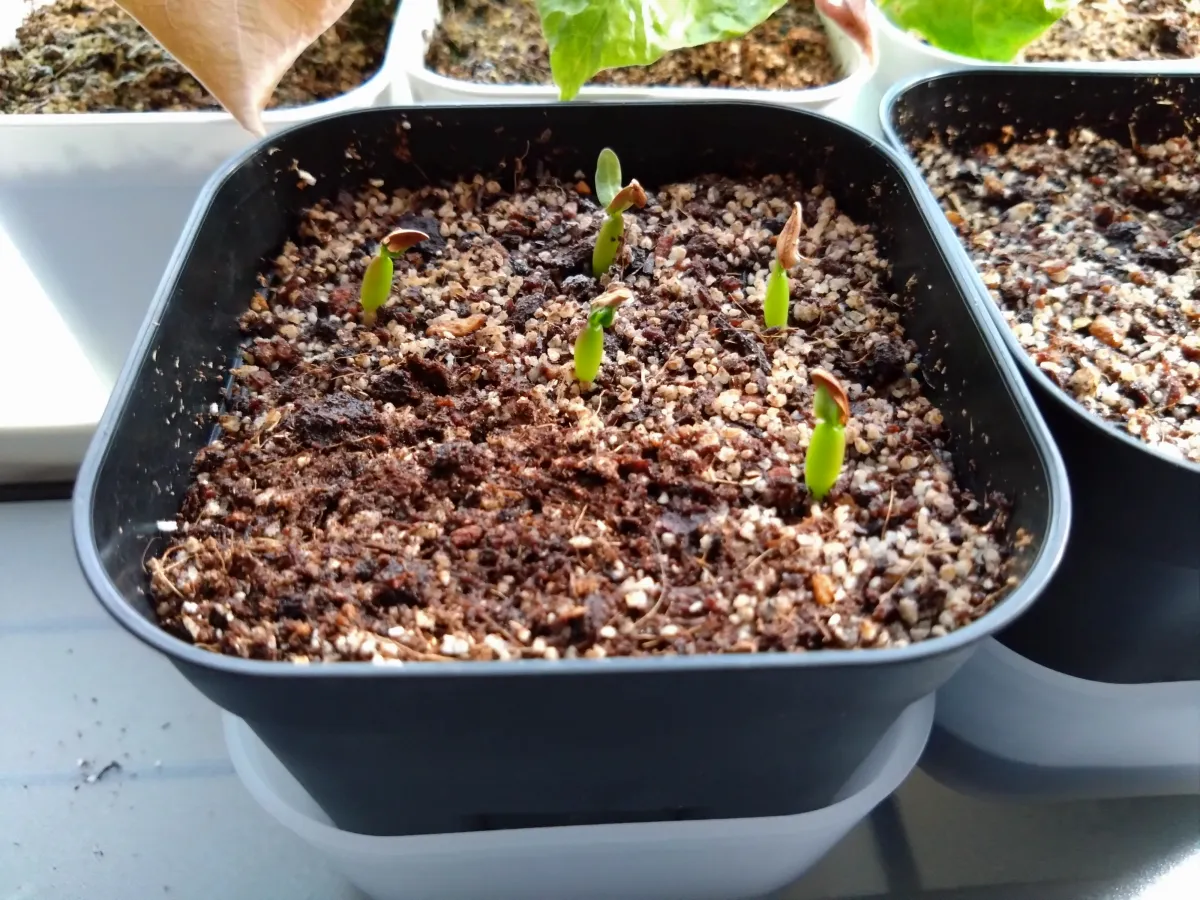 Pachypodium rosulatum var. gracilius (パキポディウム グラキリス)