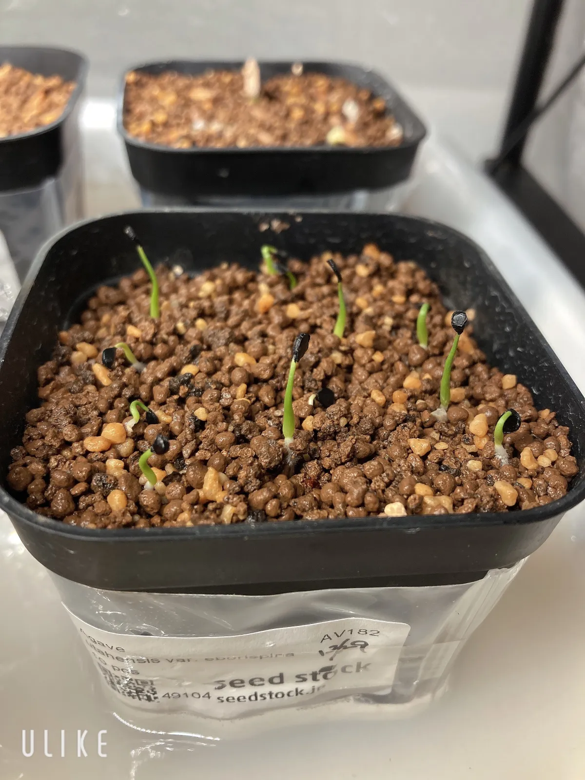 Agave utahensis var. eborispina (アガベ エボリスピナ)